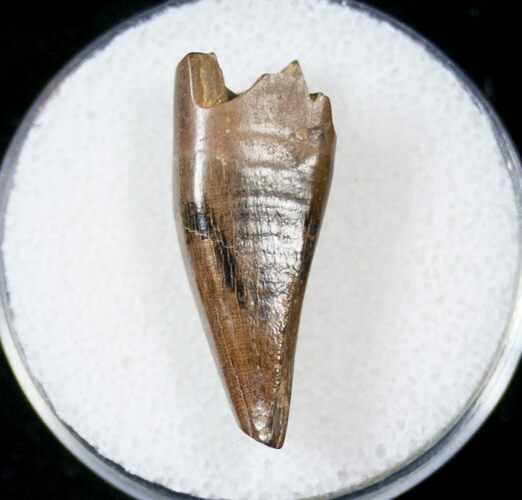 Tyrannosaur Premax Tooth - Montana #17582